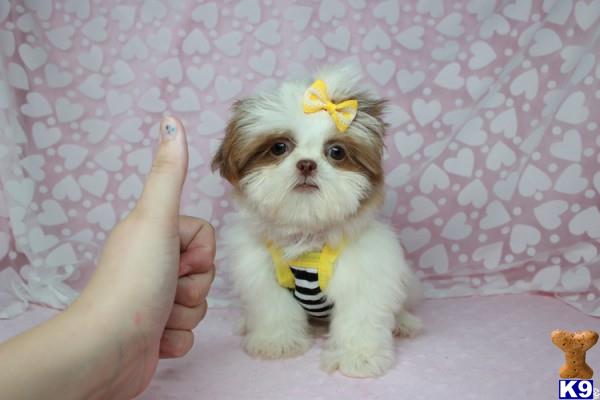 lvpuppyheaven Picture 2